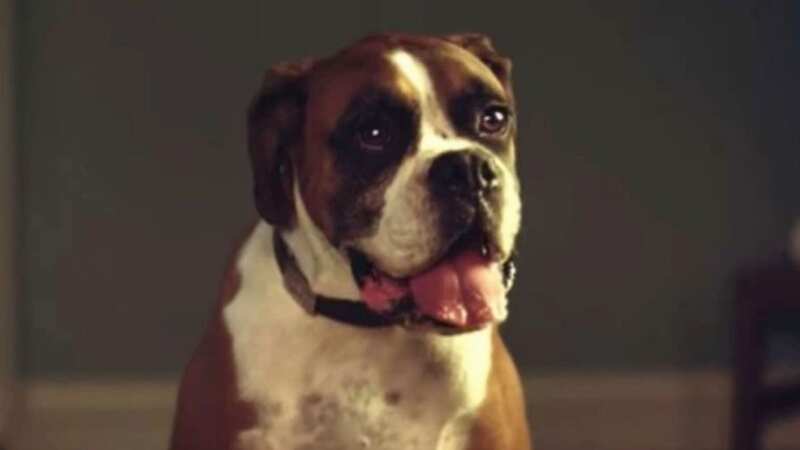 Biff The Dog (Image: John Lewis/Youtube)