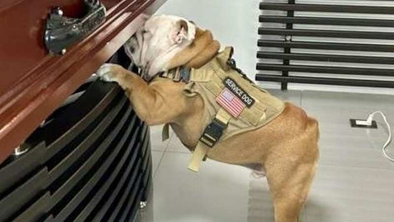 The family dog, Orion, leant himself against his murdered owner