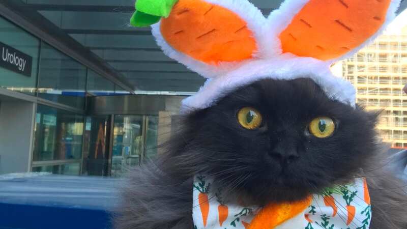 Mr London Meow	Hospital therapy cat who won Cat of the Year at last year
