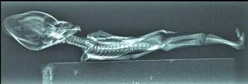 Mummified 