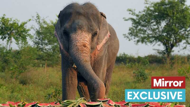 Rama was rescued by a charity largely funded by UK donations
