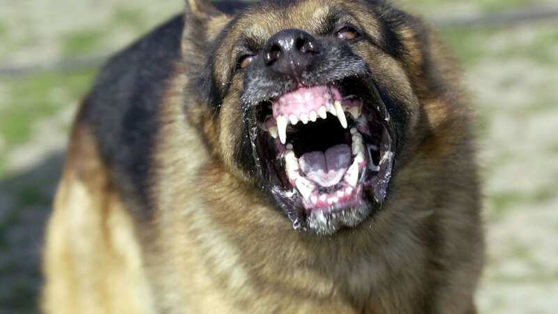 The dog that attacked the child had recently given birth (Image: (Photo by Justin Sullivan/Getty Images))