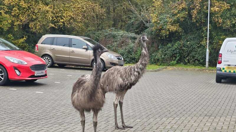 The emus started chasing down visitors to the practice