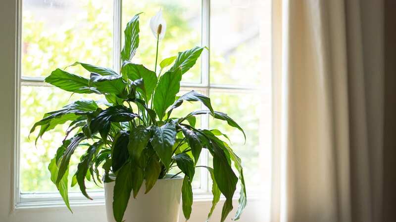 This easy-to-make solution will allow gardeners to enjoy their peace lilies in all their glory (Image: Getty Images/iStockphoto)