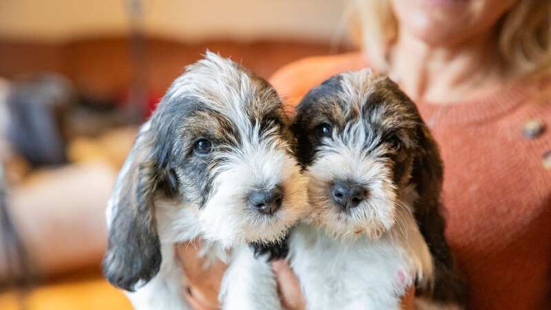 The pro has warned all dog owners of a crucial training error (stock photo) (Image: The Kennel Club/Eleanor Riley)