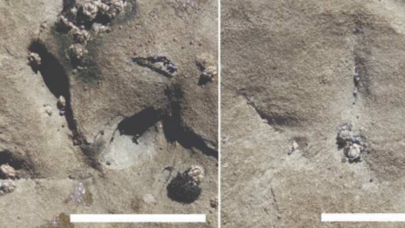 The ancient fossilised footprints of birds have been unearthed in Australia
