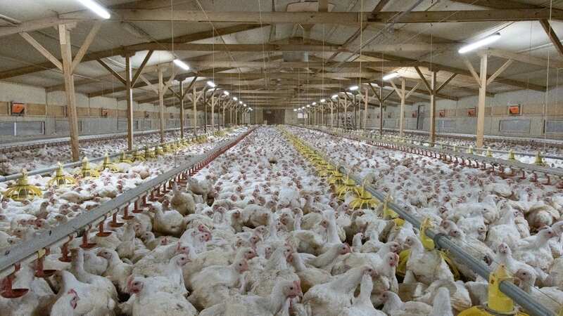 Birds can gain up to 100g a day