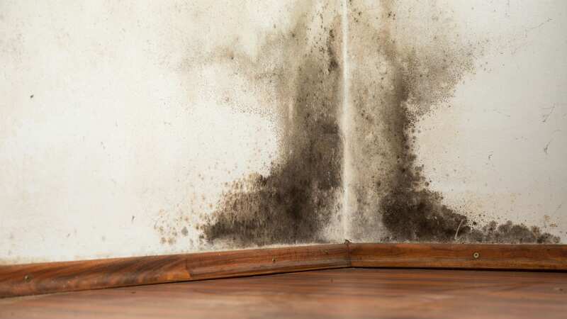 Experts share the key signs mould could be growing in your home - and what to look out for (Image: Getty Images/iStockphoto)