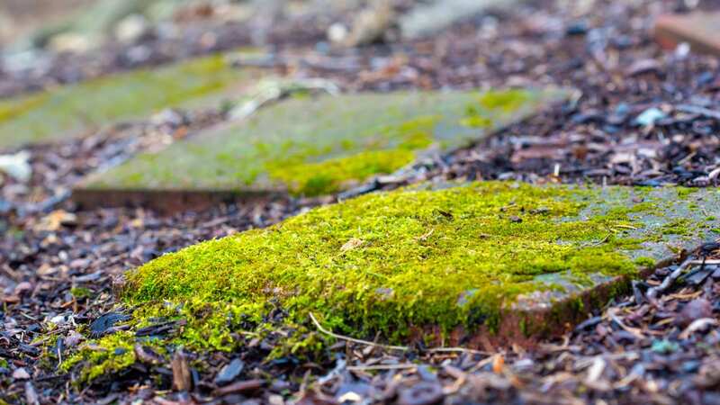 Moss can become particularly hazardous in the winter months (Image: Getty Images)
