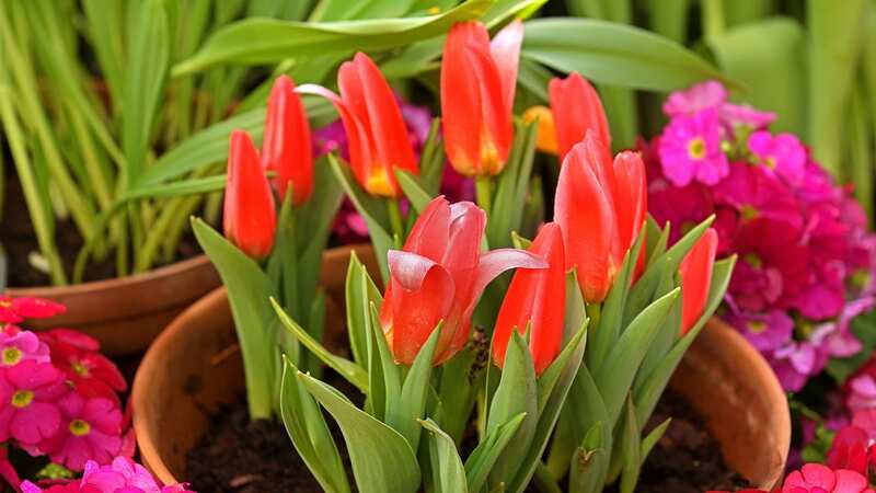 Gardeners should plant their tulips in November to keep tulip fire at bay (Image: Getty Images/iStockphoto)
