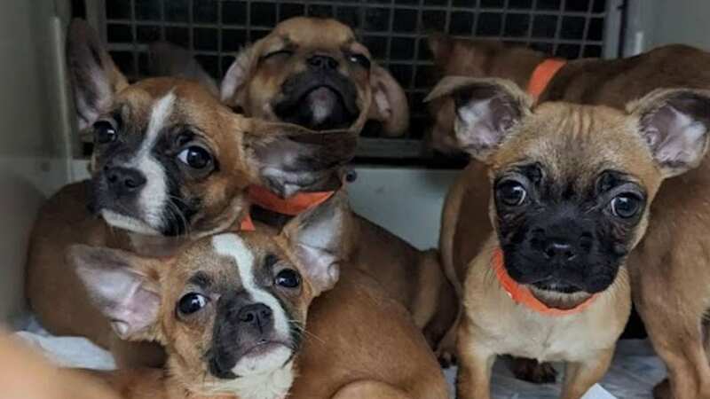 A group of puppies were recovered from New Tredegar in south-east Wales (Image: RSPCA)