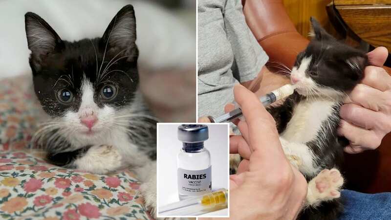 Medical professionals said Stanley could