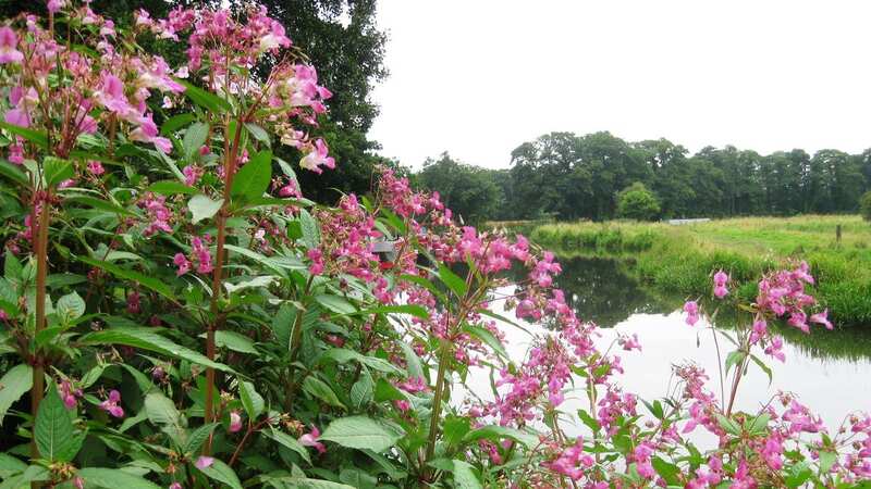 The non-native plant is a threat to the UK