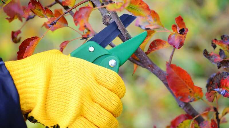 Gardeners should prune their plants in November (stock photo) (Image: Getty Images/iStockphoto)