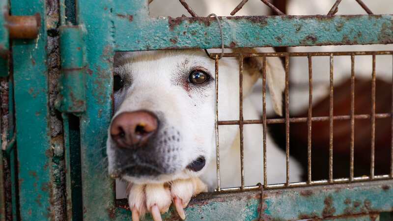 The RSPCA reported 1,800 abandoned pets in England and Wales last month (Image: ©2017 Sergio Alejandro Mendoza Hochmann/Getty Images)