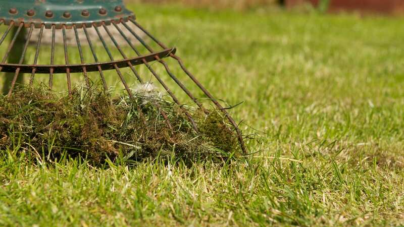 You can revitalise your lawn with one item (Image: Getty Images/iStockphoto)