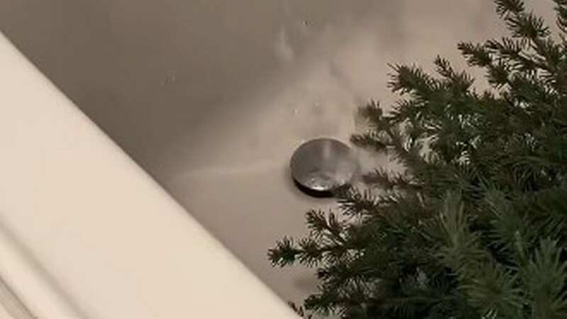 Debate was sparked about whether you should wash a Christmas tree (Image: TIKTOK)