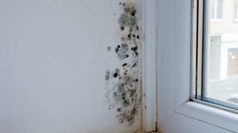 Mould can become a major issue over the winter months (Image: Getty Images/iStockphoto)