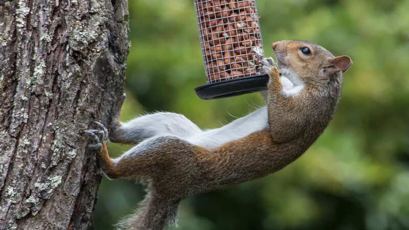 Mrs Hinch fans share their tips and tricks to deter squirrels from destroying your gardens