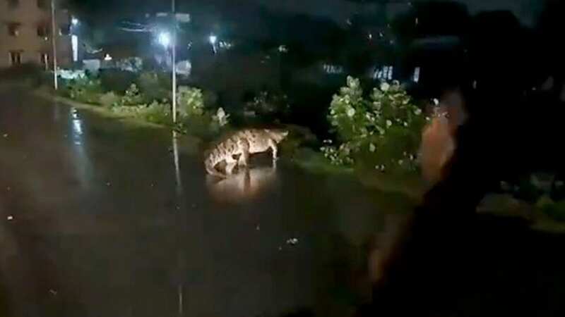 A commuter was horrified to see the beast while battling the weather to get to work. (Image: Twitter/X)