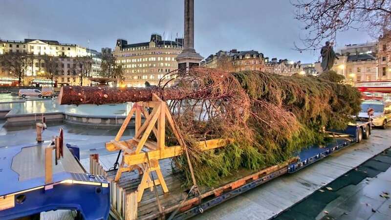 The tree looked brown and lifeless when it arrived in London (Image: dan barker/twitter)