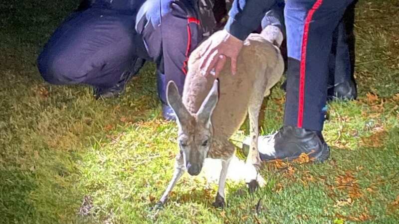 An escaped kangaroo was surrounded by officers and handlers as they attempted to bring her in - but with one last attempt at resistance, the marsupial punched a cop in the face (everyone ended up okay at the end) (Image: @DRPS/Twitter)