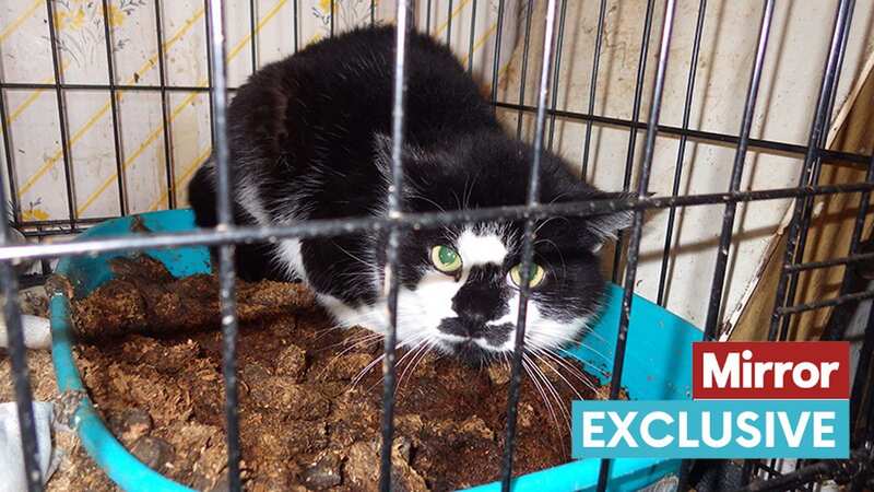 Peter was rescued after RSPCA recieved reports of neglect (Image: RSPCA)