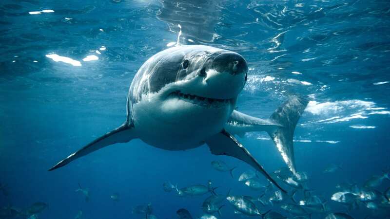 Large white shark in South Australia, similar to one that caused the attack (Image: Getty Images/iStockphoto)