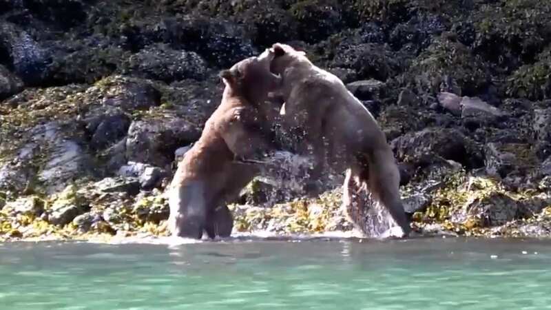 Eight-foot-tall grizzly bears fight just feet from 