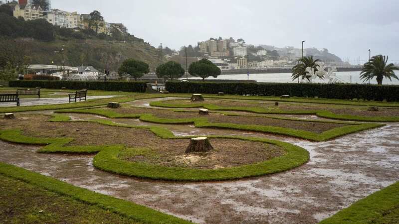 The historic palm trees which have been felled in Torquay (Image: Daniel Dayment / SWNS)