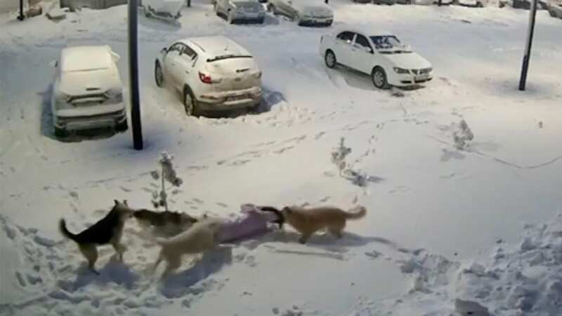 Savage pack of wild dogs filmed launching brutal attack on girl in street