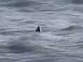 'Massive' shark spotted off UK coast as video captures fin poking out of the sea