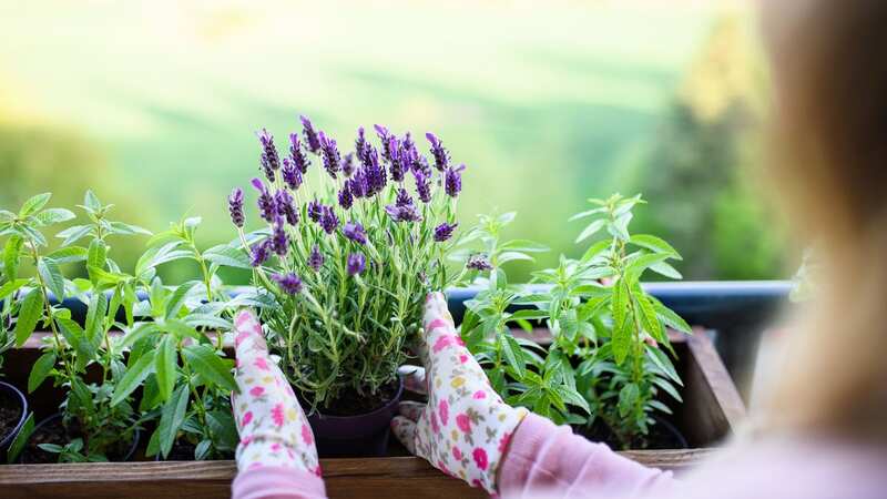 The scent of lavender has been proven to reduce stress levels and improve sleep. (Image: Getty Images)