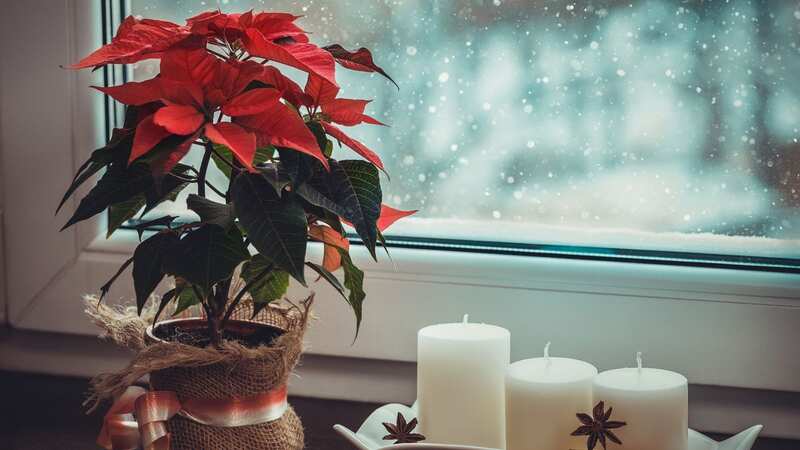 Poinsettias are lovely, but they need to be kept in a specific place (Image: Getty Images/iStockphoto)