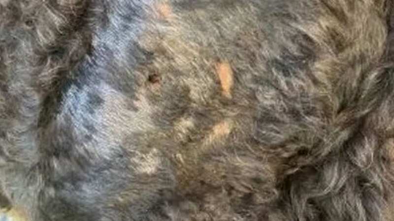 Piper, a black cockapoo, was allegedly attacked in a Birmingham park by two Staffie-type dogs