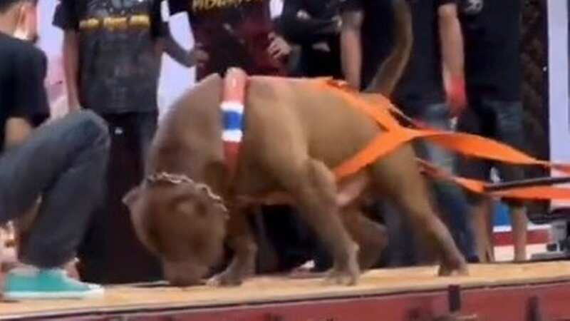 The competition sees XL Bully owners pit their dogs against each other in strength pulling contestS (Image: @Bornakang / Twitter)