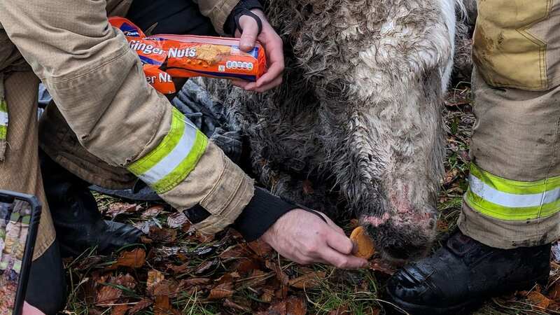 The rescued donkey being treated to some Ginger Nuts (Image: Facebook)