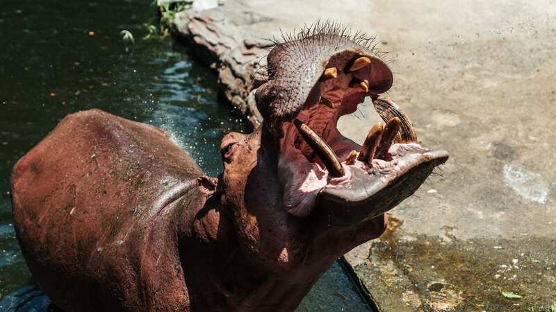 Hippopotamus opening its mouth while waiting for food in a lake at another zoo (Image: Getty Images)