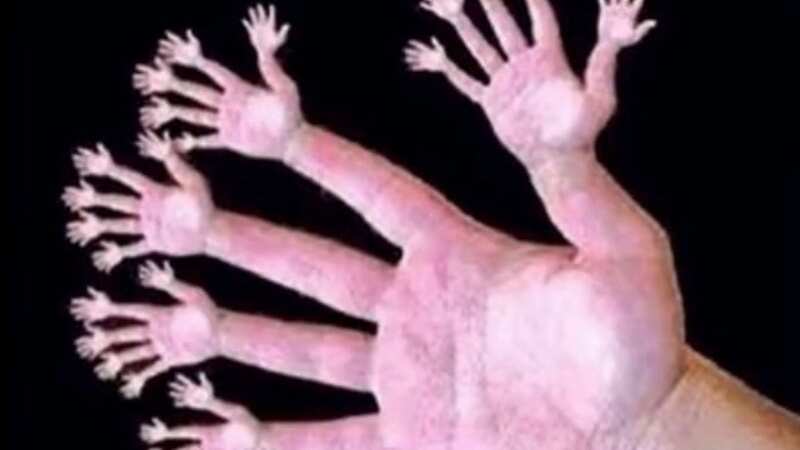 The optical illusion has perplexed viewers (Image: unseenillusions/ Tiktok)