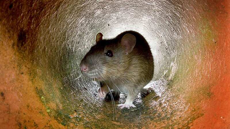 One woman said pest control agents left a massive hole in her ceiling so she
