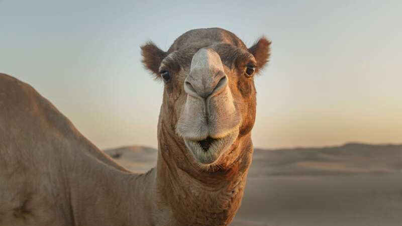 A camel was spotted strolling across a residential street in East London (Image: Getty Images)