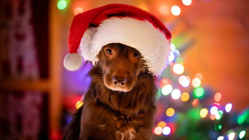 Make sure your pooch stays safe this festive period (stock photo) (Image: Getty Images)