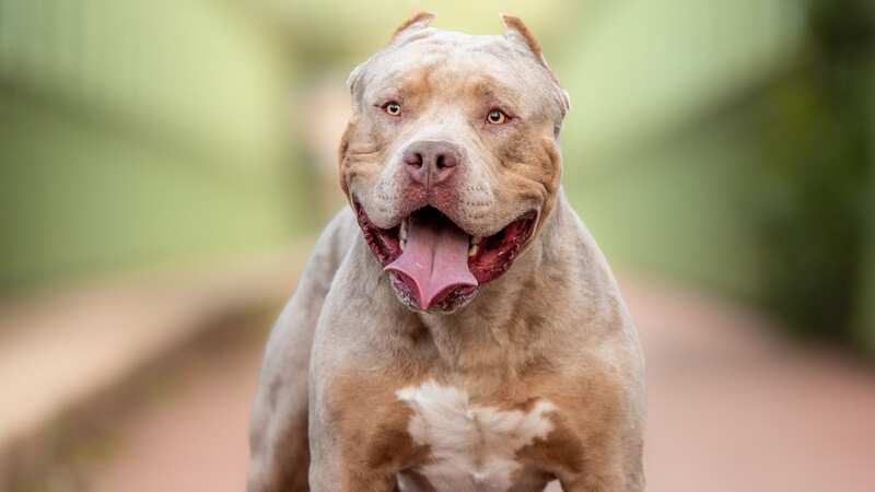 A picture of a XL Bully, not related to the attack (Image: Shutterstock / BAUER Alexandre)