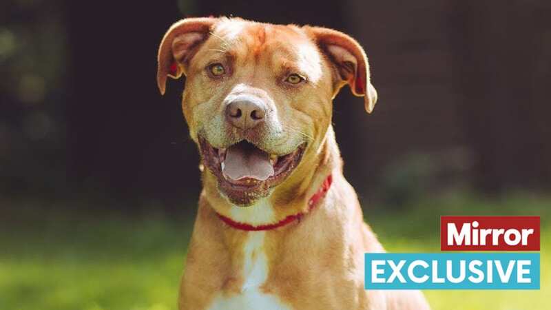 Charlie is desperately searching for his forever home this Christmas (Image: RSPCA)