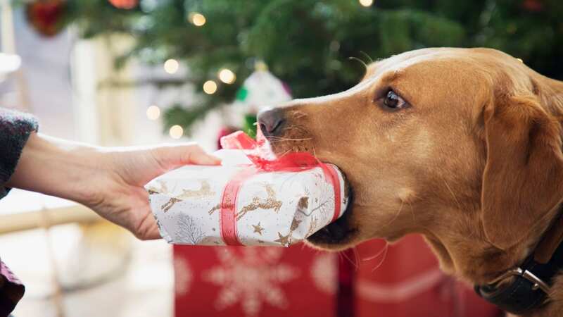 Dog owners have been given advice on how to keep their pets calm (Image: Getty Images)