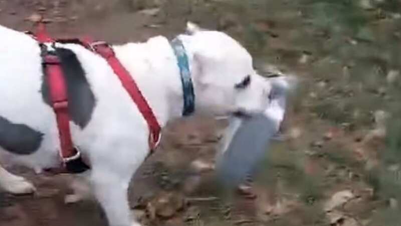 XL Bully finds new home as dog shelter celebrates 