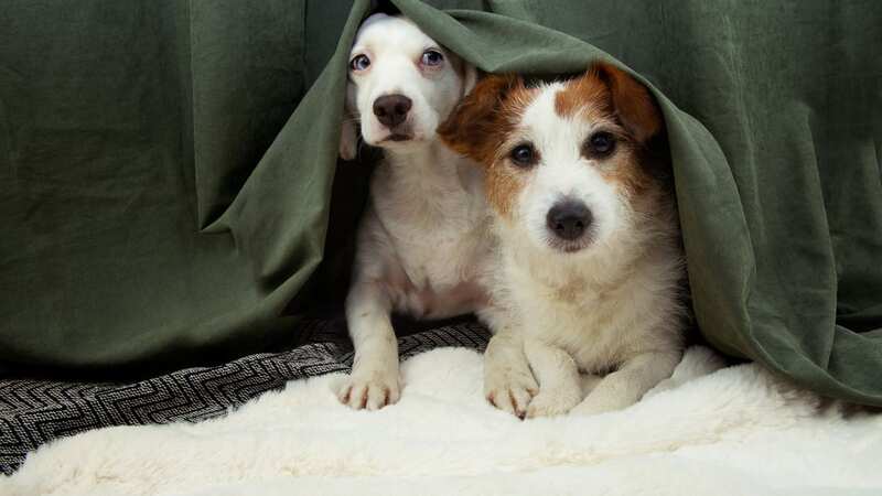Fireworks are no fun for pets (Image: Getty Images/iStockphoto)