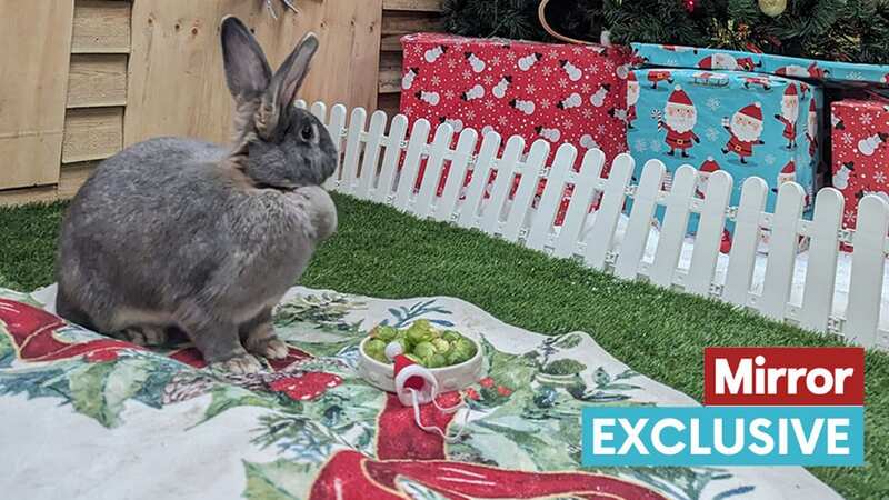 Cute animals tuck into festive treats , from sprout bunnies to cracker parrot