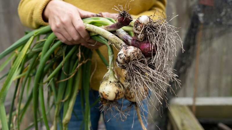 A gardening expert has urged Brits to grow their garlic before it