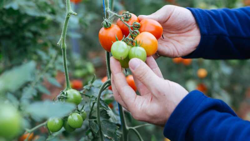 Despite the bad weather, there are lots of gardening jobs that can be done in January (stock photo) (Image: Getty Images)
